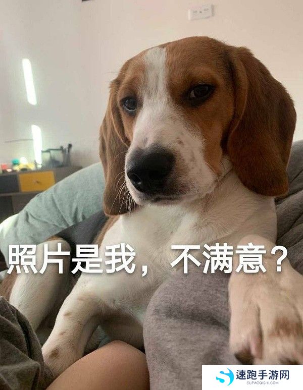丫头文学系列表情包大全